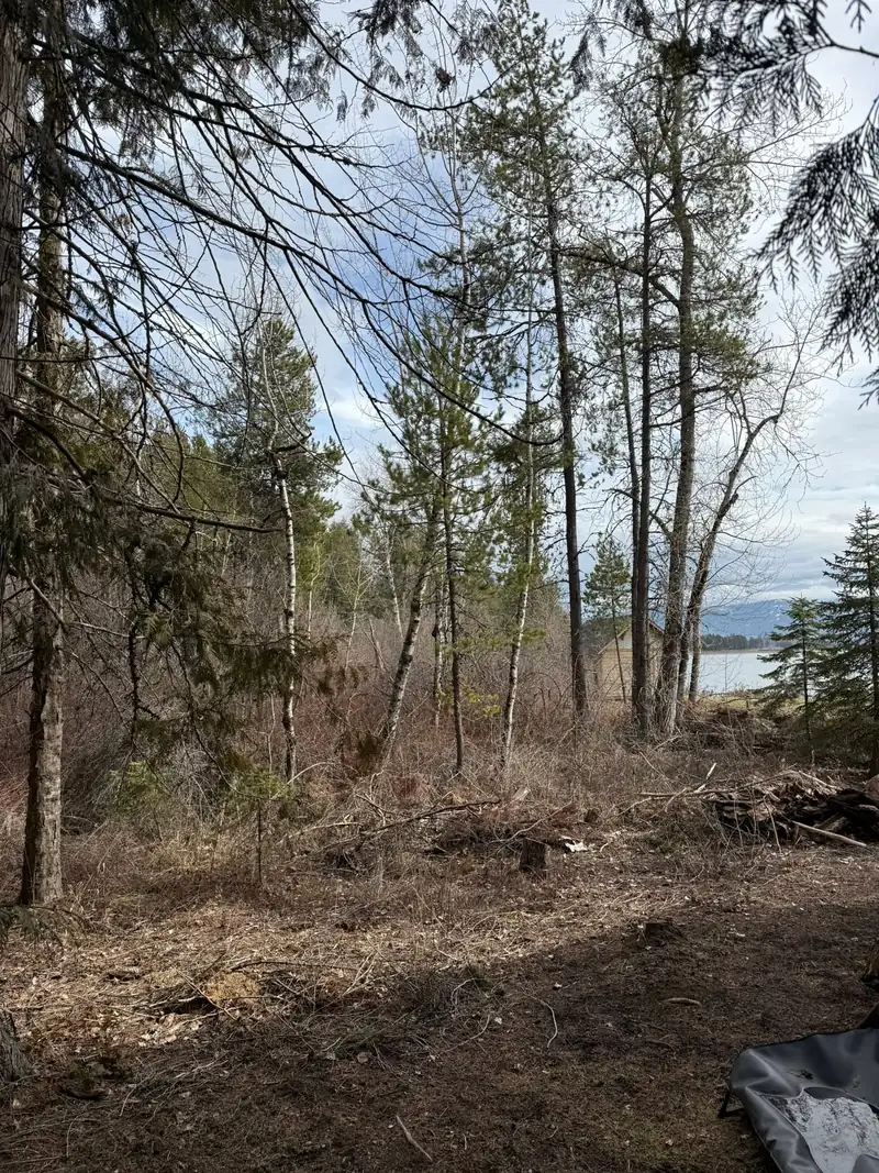 Before: overgrown brush and small trees on a Lake Pend Oreille property