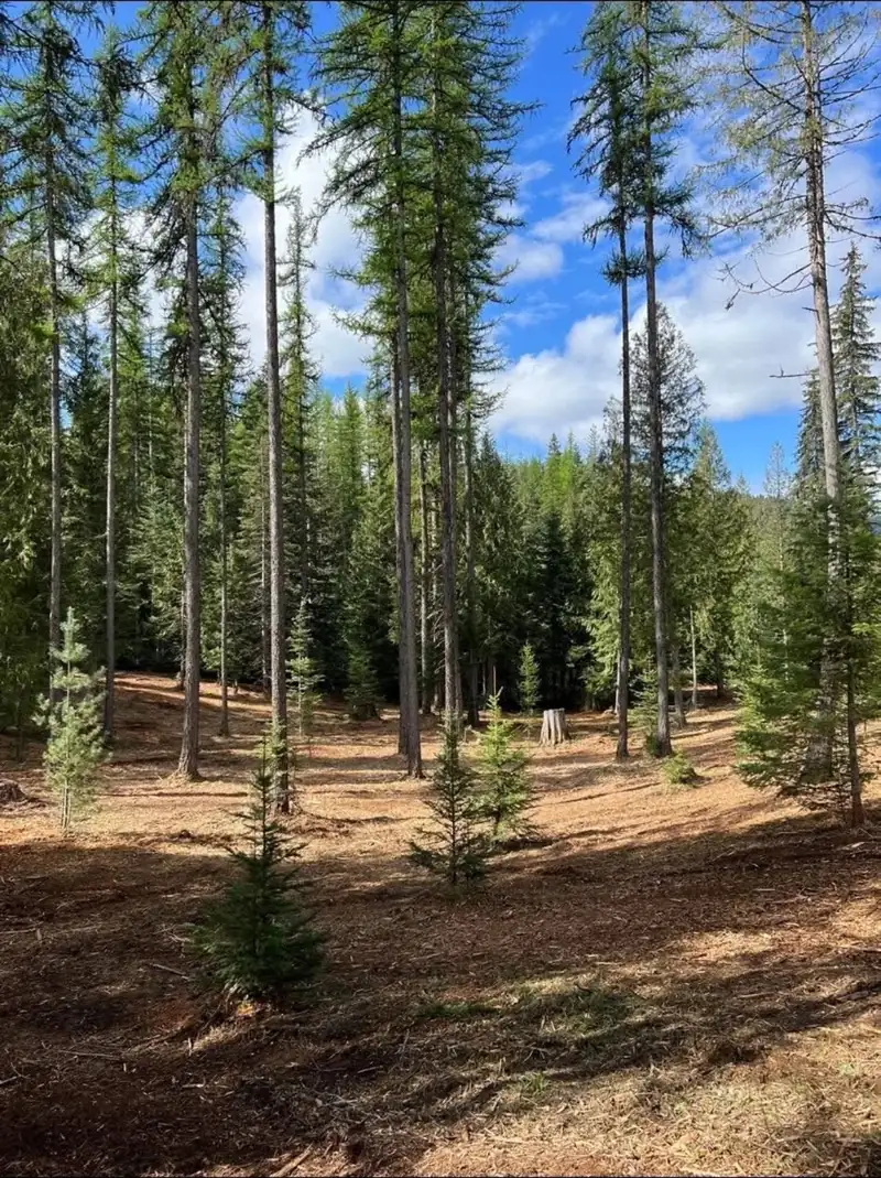 Thinned forest with open mulched floor and young trees left standing