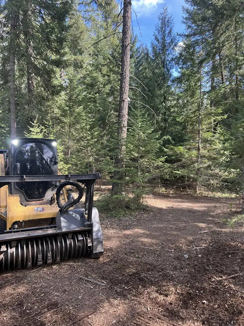 Forestry mulcher opening a trail through dense young conifers