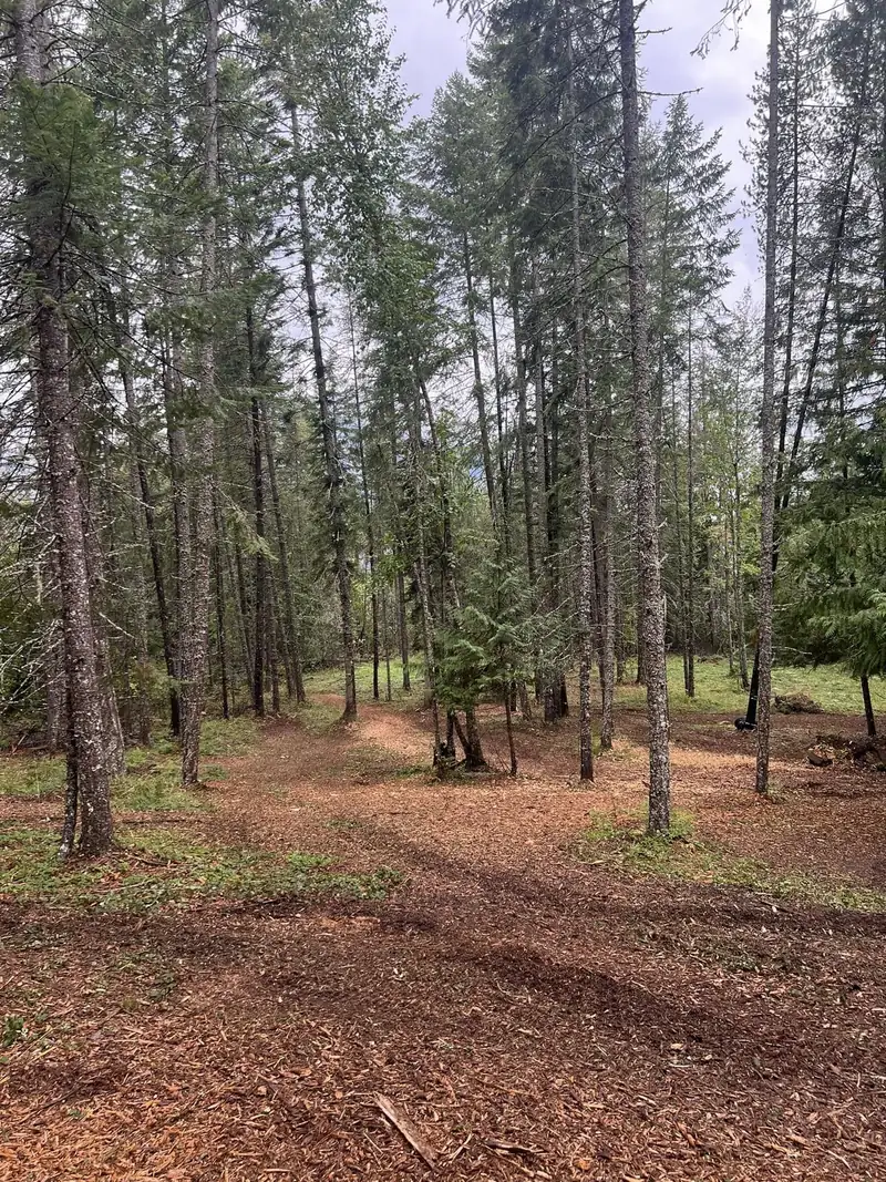 Tall thinned timber stand with open ground beneath