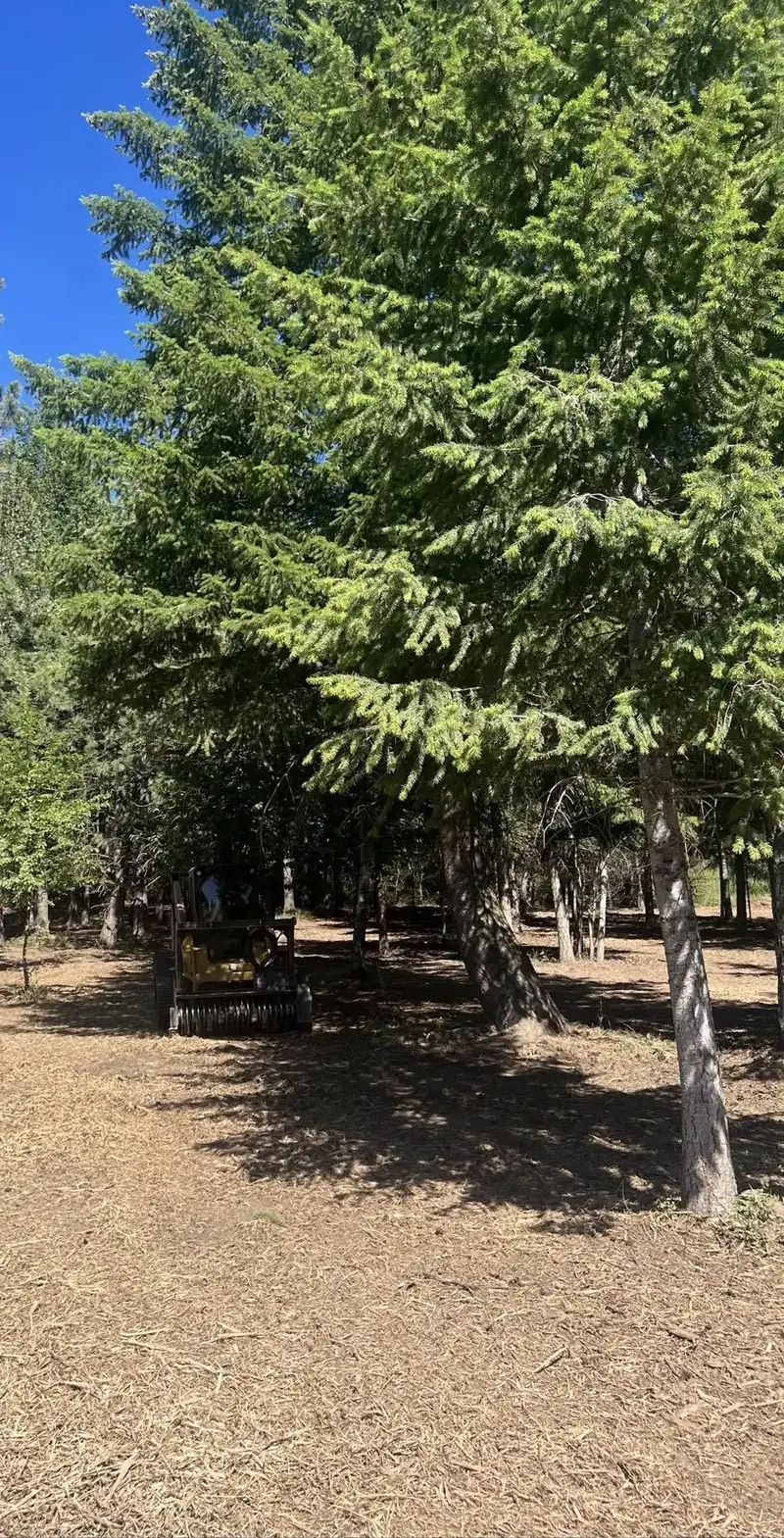 Brush cleared beneath a canopy of large conifers
